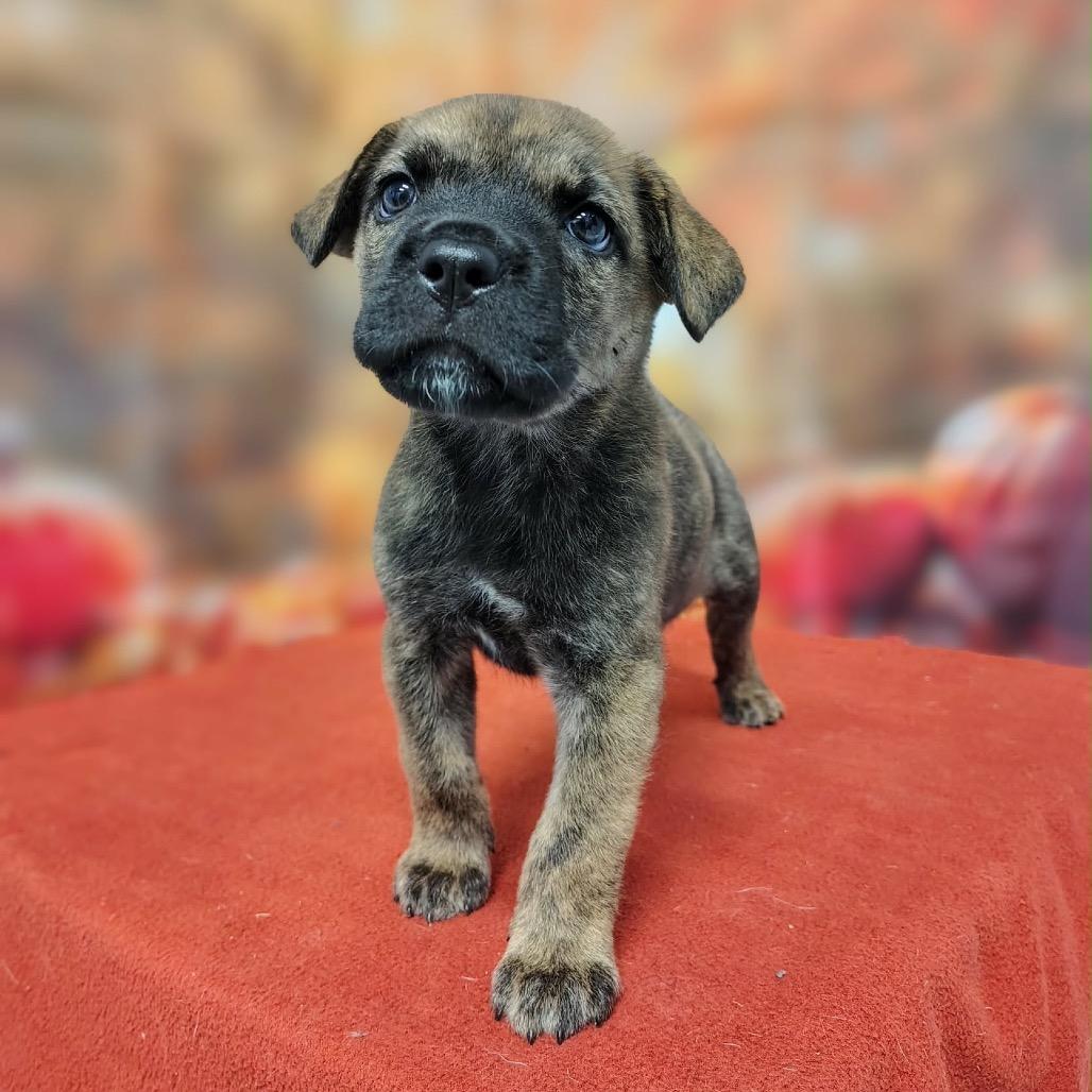 Leera, Adoptable, Puppy Female Mixed Breed & Mixed Breed.