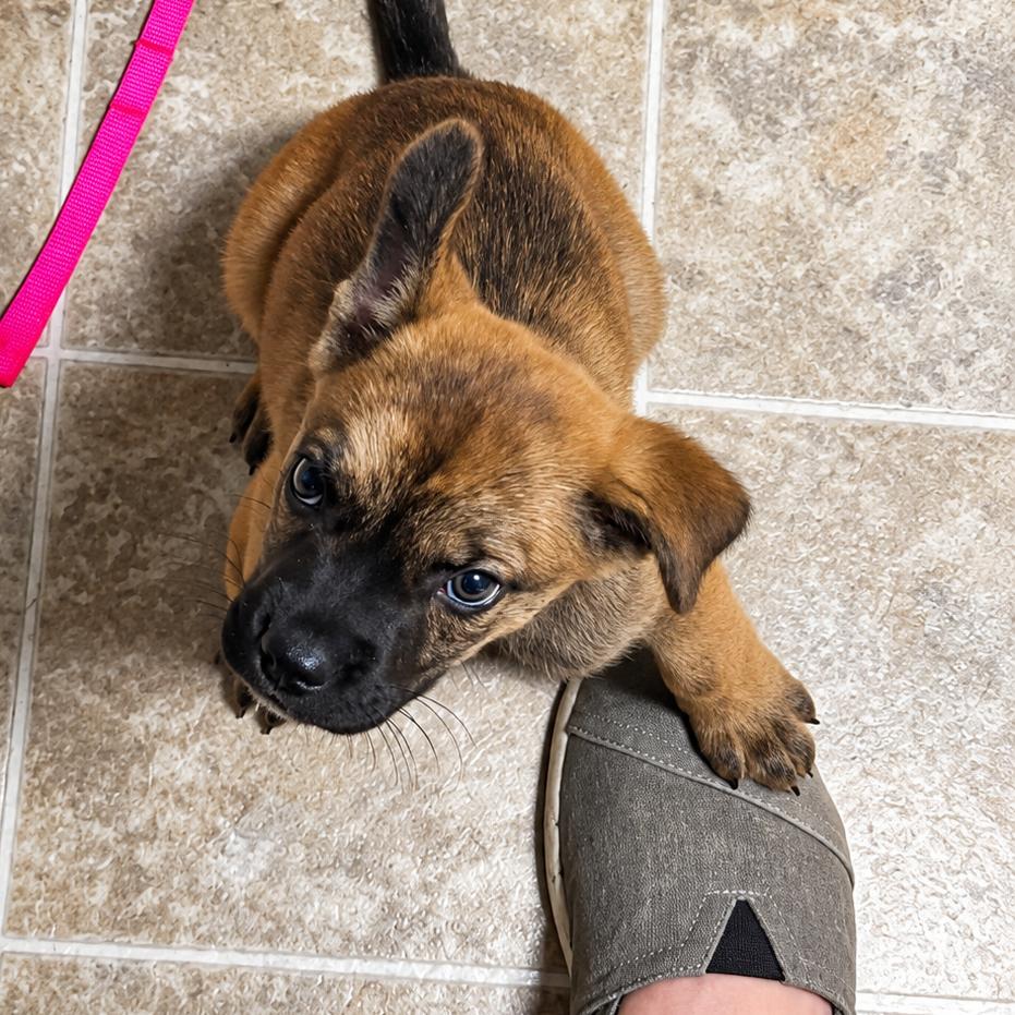 Enlarge Leera, a Adoptable mixed breed in Griswold, CT image 3/6
