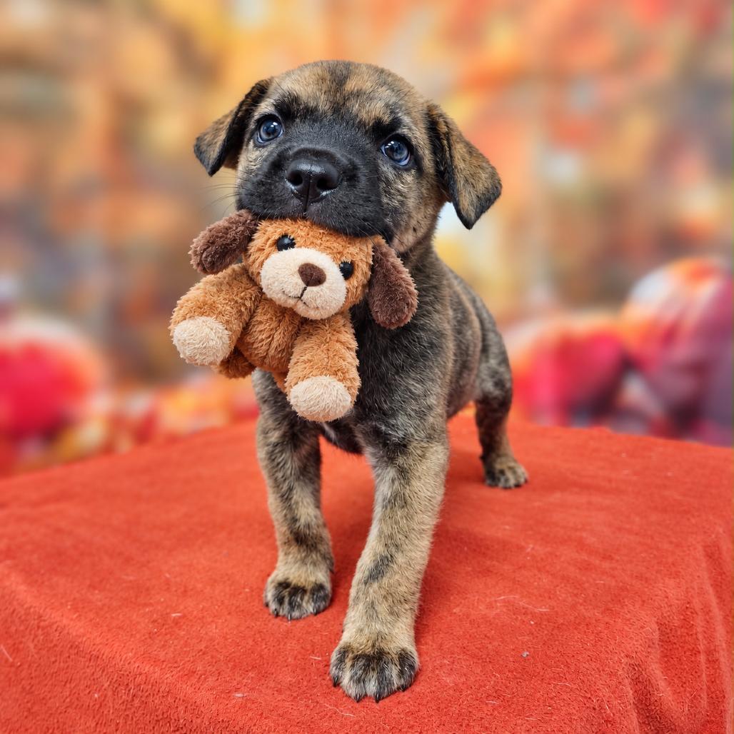 Enlarge Leera, a Adoptable mixed breed in Griswold, CT image 4/6