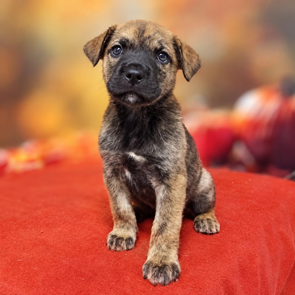 Enlarge Leera, a Adoptable mixed breed in Griswold, CT image 5/6