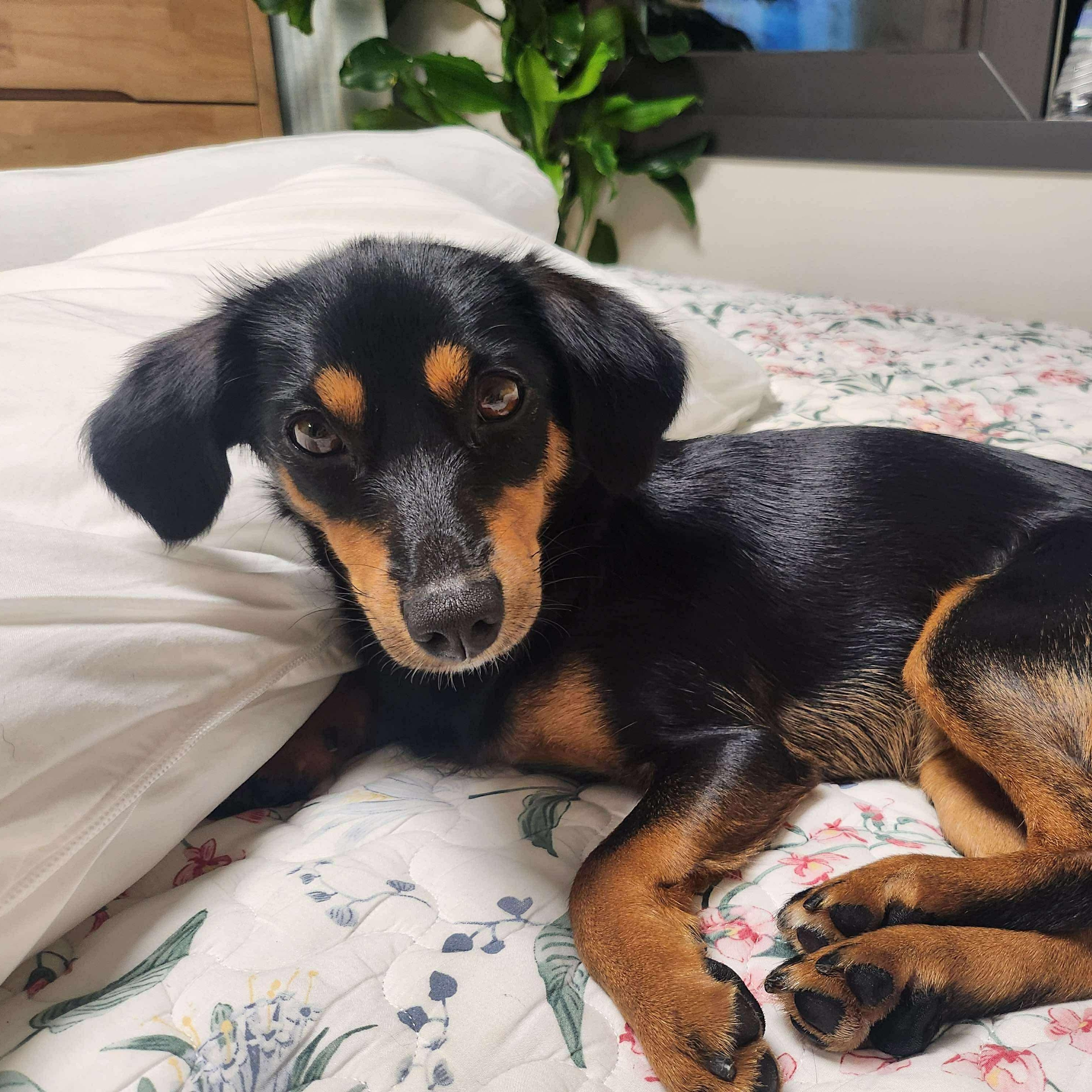 Enlarge Pecan, a Adopted mixed breed in New York, NY image 2/6