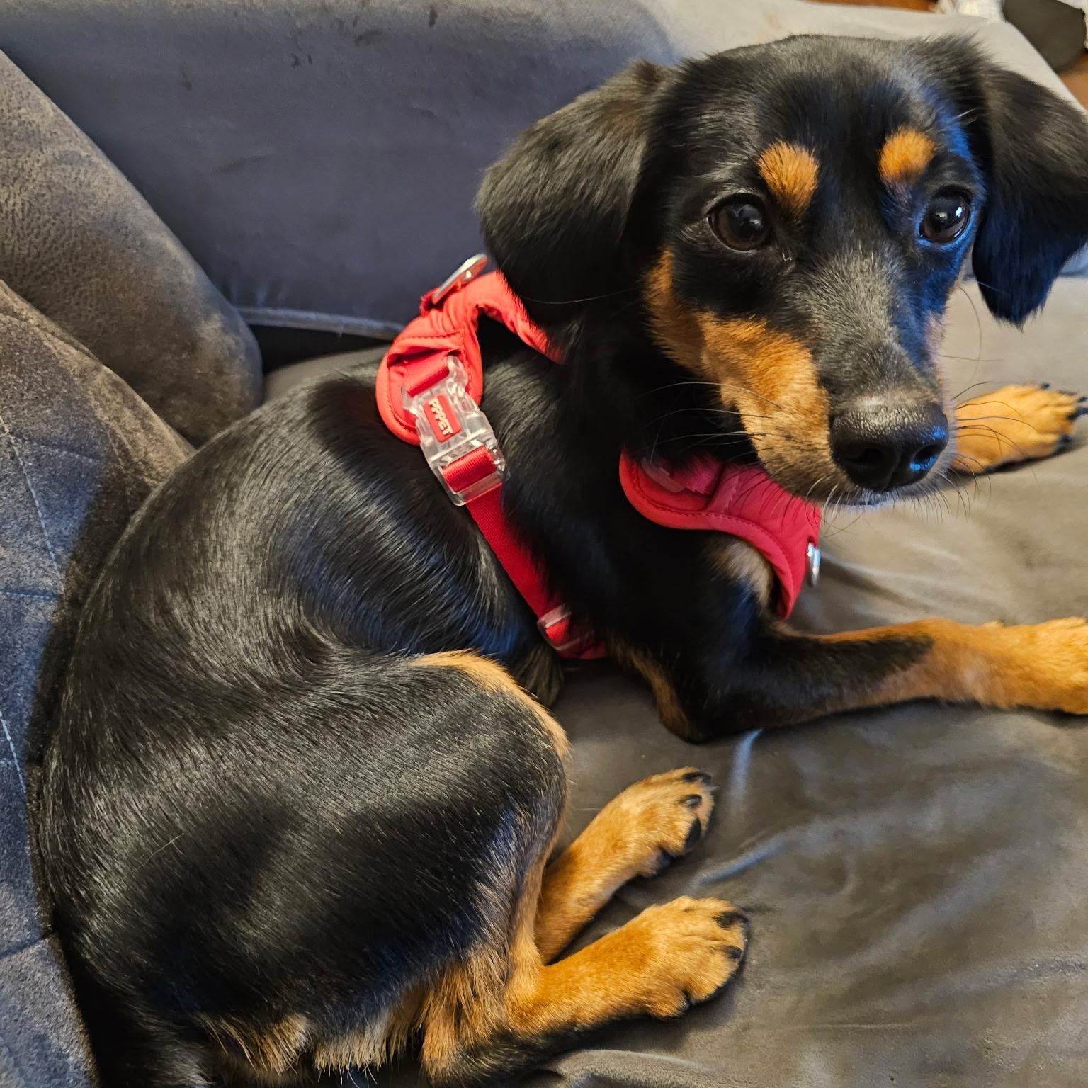 Enlarge Pecan, a Adopted mixed breed in New York, NY image 1/6