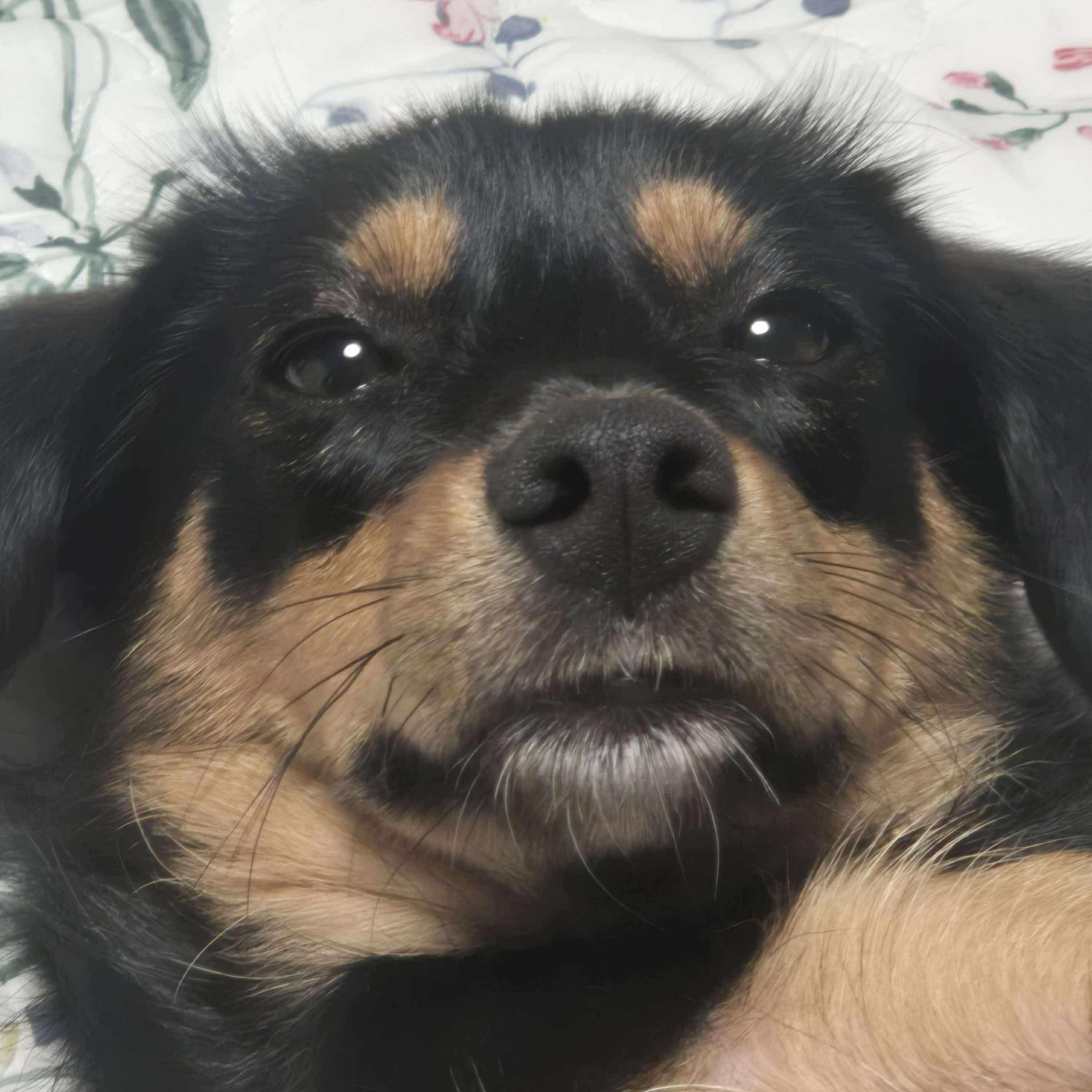 Enlarge Pecan, a Adopted mixed breed in New York, NY image 5/6