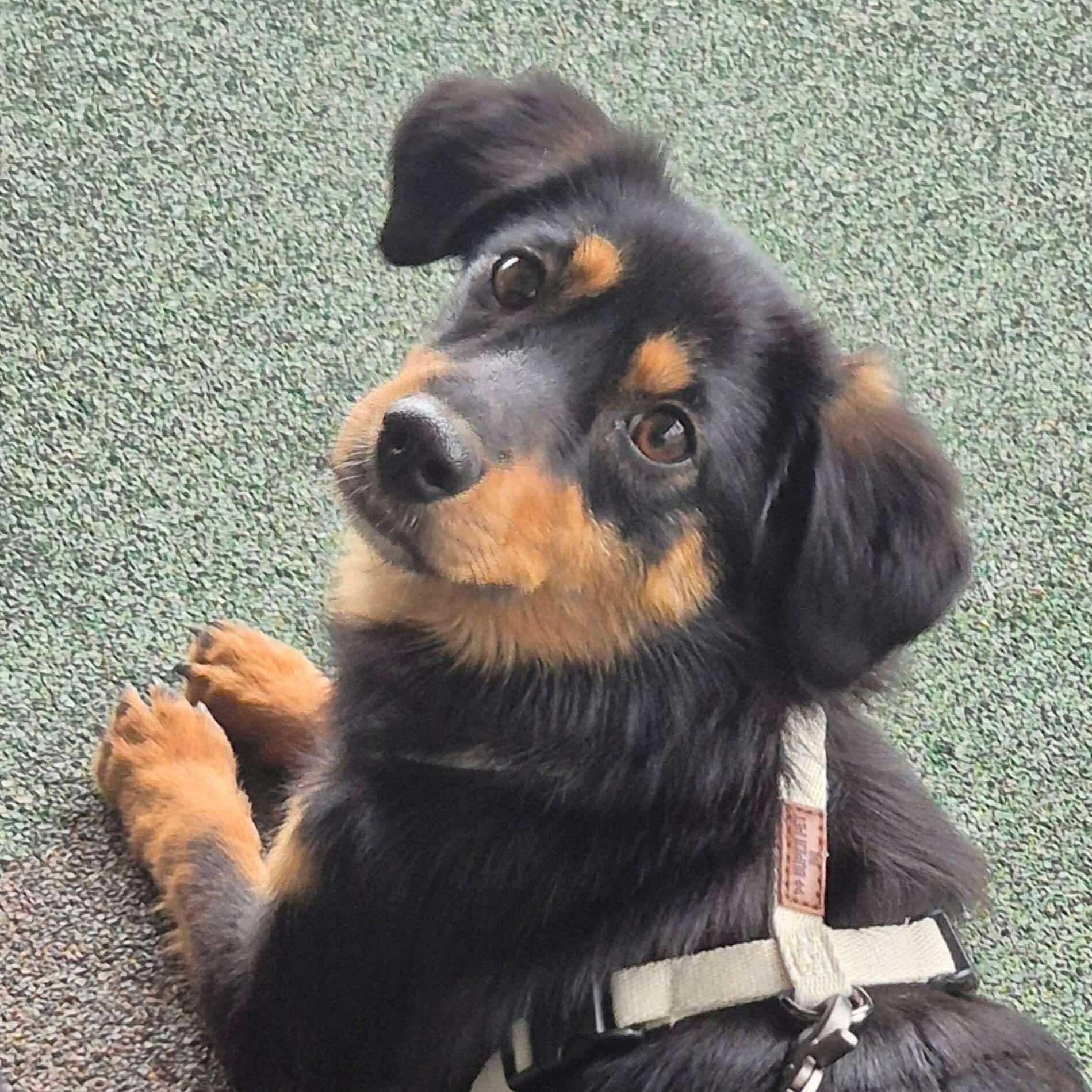 Enlarge Pecan, a Adopted mixed breed in New York, NY image 4/6