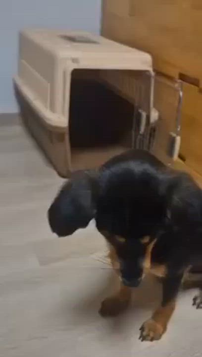 Enlarge Pecan, a Adopted mixed breed in New York, NY video 6/6