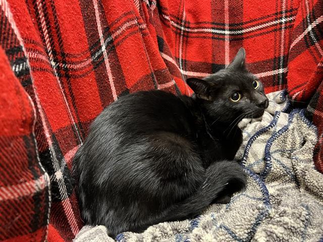 Enlarge LICORICE, a Adoptable Domestic Short Hair in Winter Haven, FL image 1/1