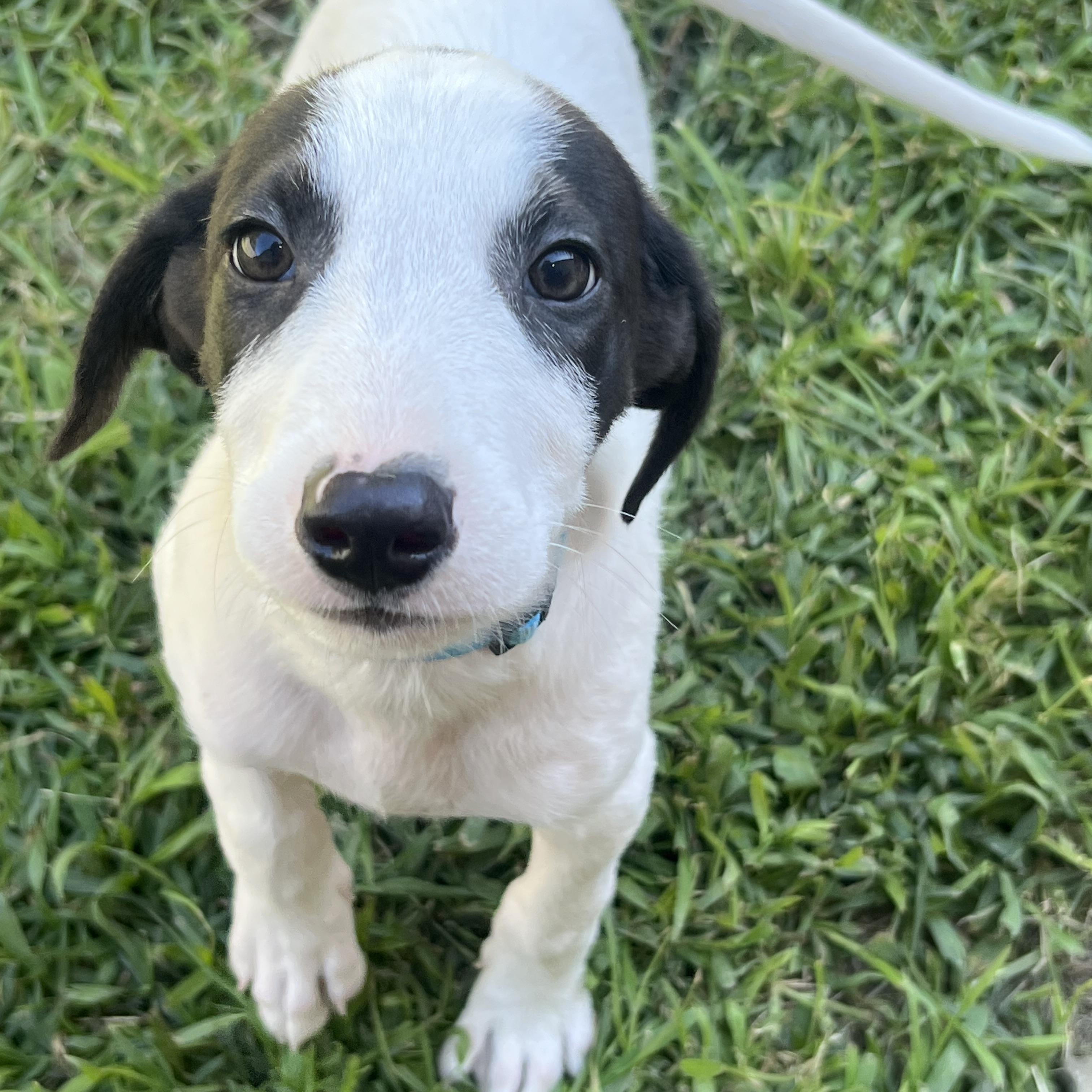 Rocket
