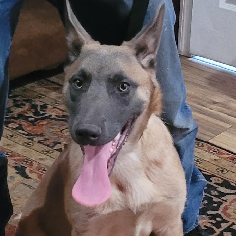 Enlarge Riddick, an adopted Belgian Shepherd / Malinois in Chiefland, FL image 1/2