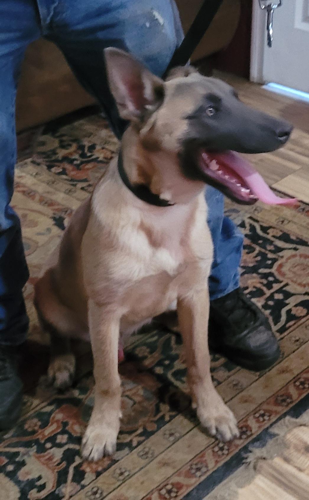 Enlarge Riddick, an adopted Belgian Shepherd / Malinois in Chiefland, FL image 2/2