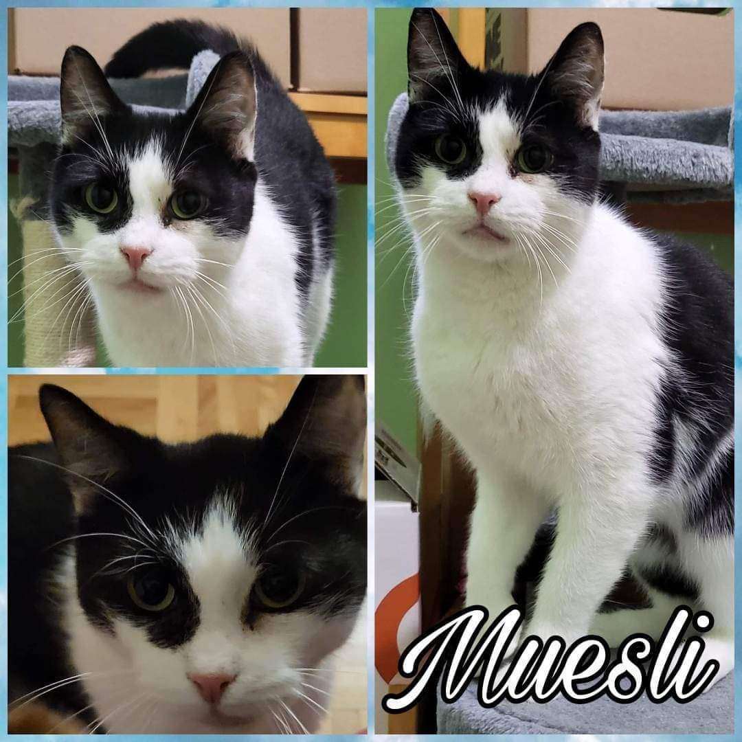Muesli, Adoptable, Adult Male Domestic Short Hair.