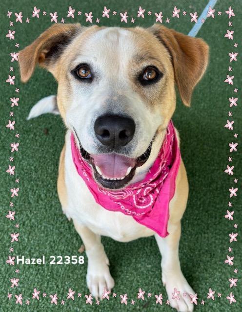 HAZEL, Adoptable, Young Female Hound.