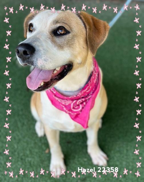 Enlarge HAZEL, a Adoptable Hound in Marietta, GA image 6/6