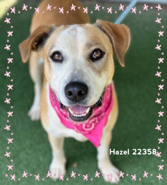 Enlarge HAZEL, a Adoptable Hound in Marietta, GA image 4/6
