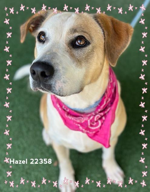 Enlarge HAZEL, a Adoptable Hound in Marietta, GA image 2/6