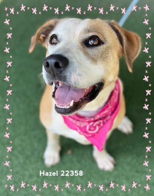 Enlarge HAZEL, a Adoptable Hound in Marietta, GA image 3/6