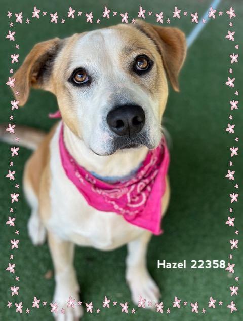 Enlarge HAZEL, a Adoptable Hound in Marietta, GA image 5/6