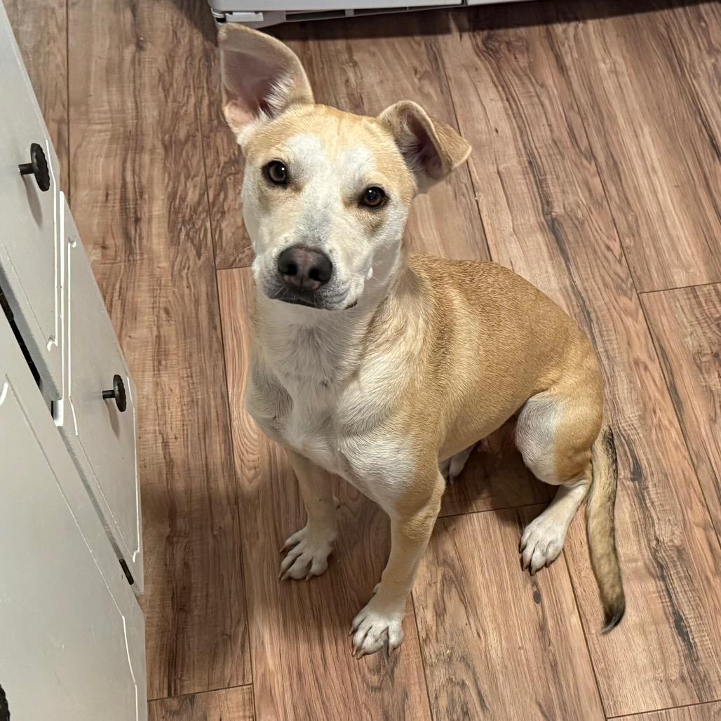 Sarah, Adoptable, Adult Female Labrador Retriever & Shepherd.