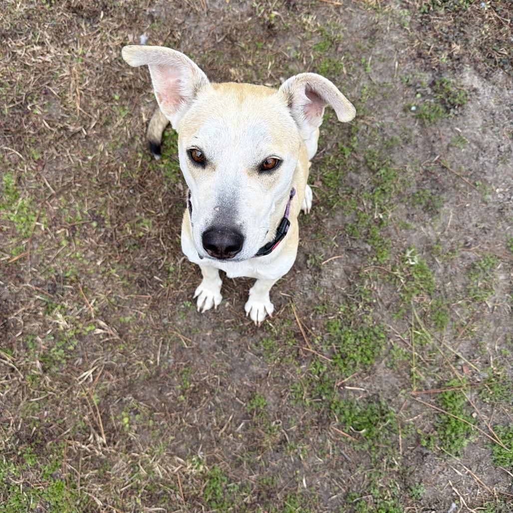 Sarah, Adoptable, Adult Female Labrador Retriever & Shepherd.