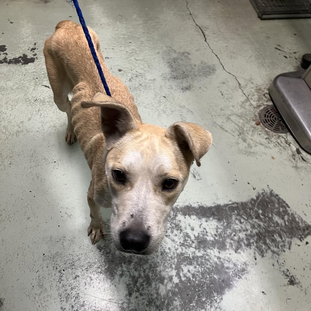 Sarah, a Adoptable mixed breed in Valdosta , GA image 3/6