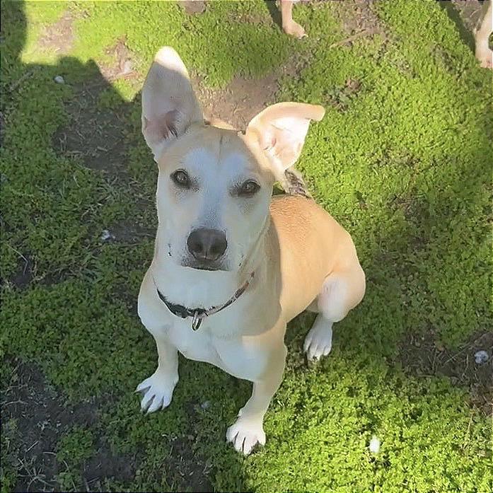 Enlarge Sarah, a Adoptable mixed breed in Valdosta , GA image 4/6