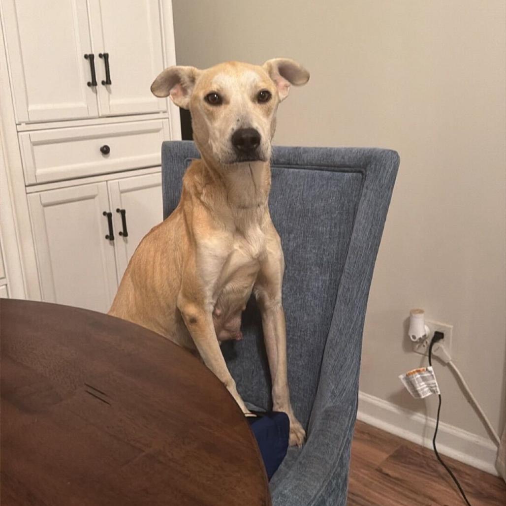 Sarah, a Adoptable mixed breed in Valdosta , GA image 5/6