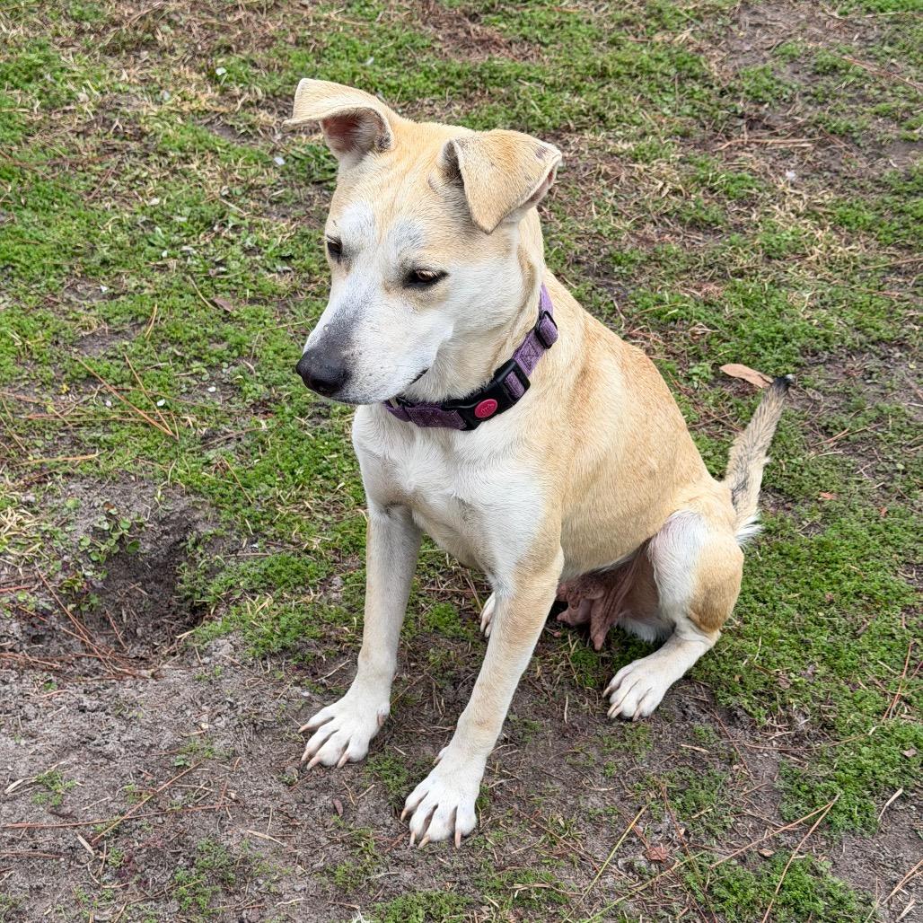 Sarah, a Adoptable mixed breed in Valdosta , GA image 6/6