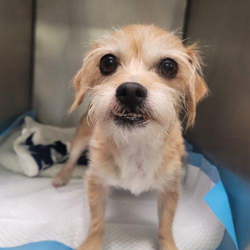 Jojo 5823 D, Adoptable, Adult Male Yorkshire Terrier.