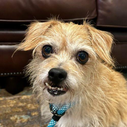Jojo 5823 D, a Adoptable Yorkshire Terrier in Frankfort, KY image 3/5