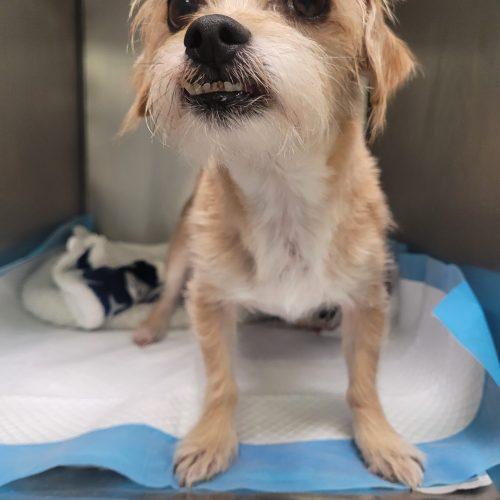 Jojo 5823 D, a Adoptable Yorkshire Terrier in Frankfort, KY image 4/5