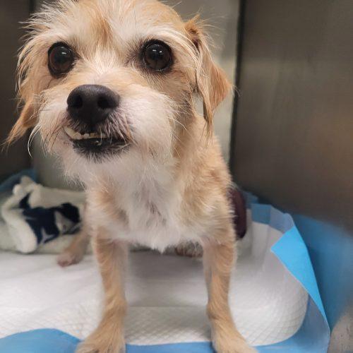 Jojo 5823 D, a Adoptable Yorkshire Terrier in Frankfort, KY image 5/5