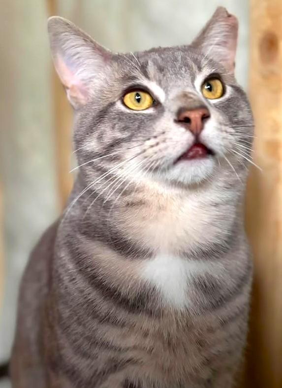 Enlarge Toto (aka Popo), a ADOPTABLE mixed breed in Chertsey, QC image 3/4