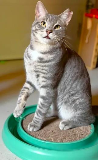 Enlarge Toto (aka Popo), a ADOPTABLE mixed breed in Chertsey, QC image 2/4