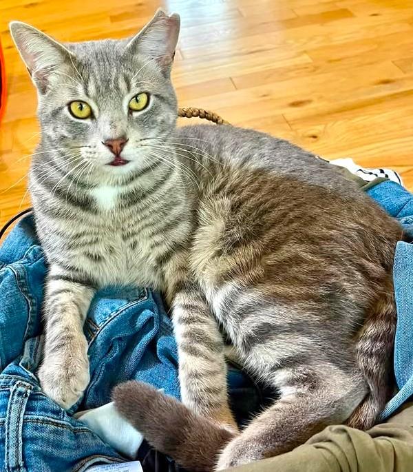 Enlarge Toto (aka Popo), a ADOPTABLE mixed breed in Chertsey, QC image 1/4