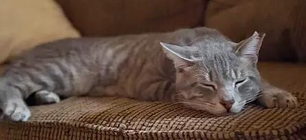 Enlarge Toto (aka Popo), a ADOPTABLE mixed breed in Chertsey, QC image 4/4