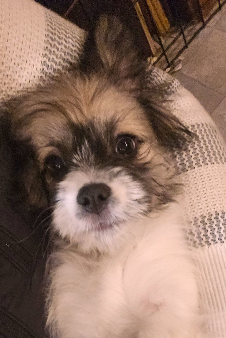 Enlarge Stella, a Adopted mixed breed in Boiling Springs, PA image 1/6