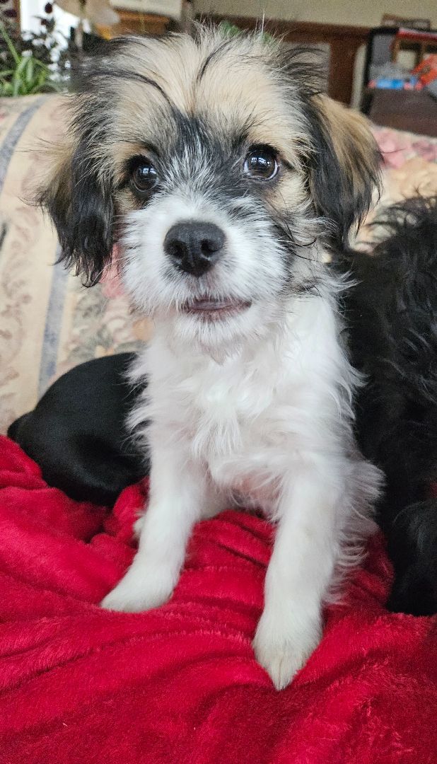 Enlarge Stella, a Adopted mixed breed in Boiling Springs, PA image 2/6