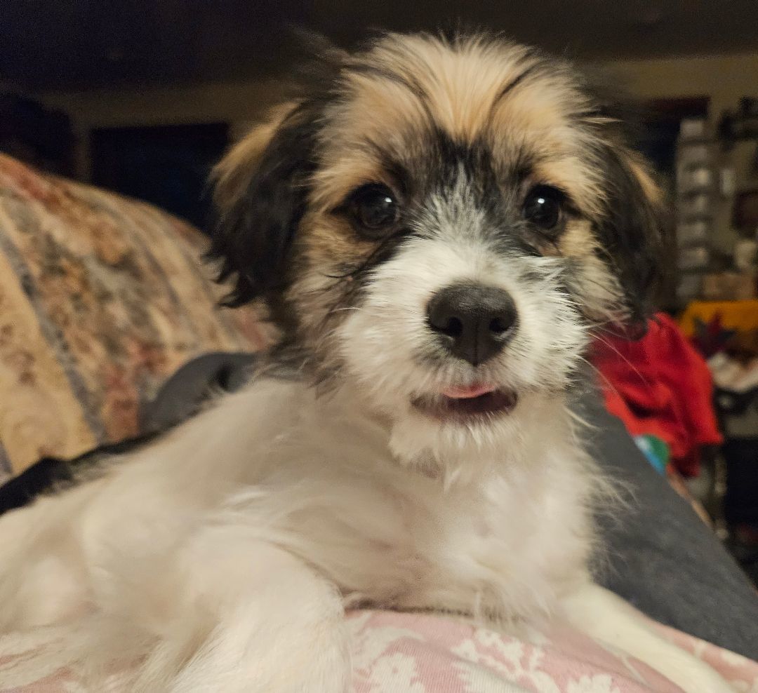 Enlarge Stella, a Adopted mixed breed in Boiling Springs, PA image 3/6