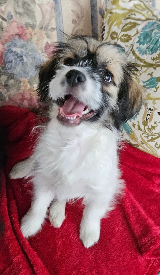 Enlarge Stella, a Adopted mixed breed in Boiling Springs, PA image 4/6