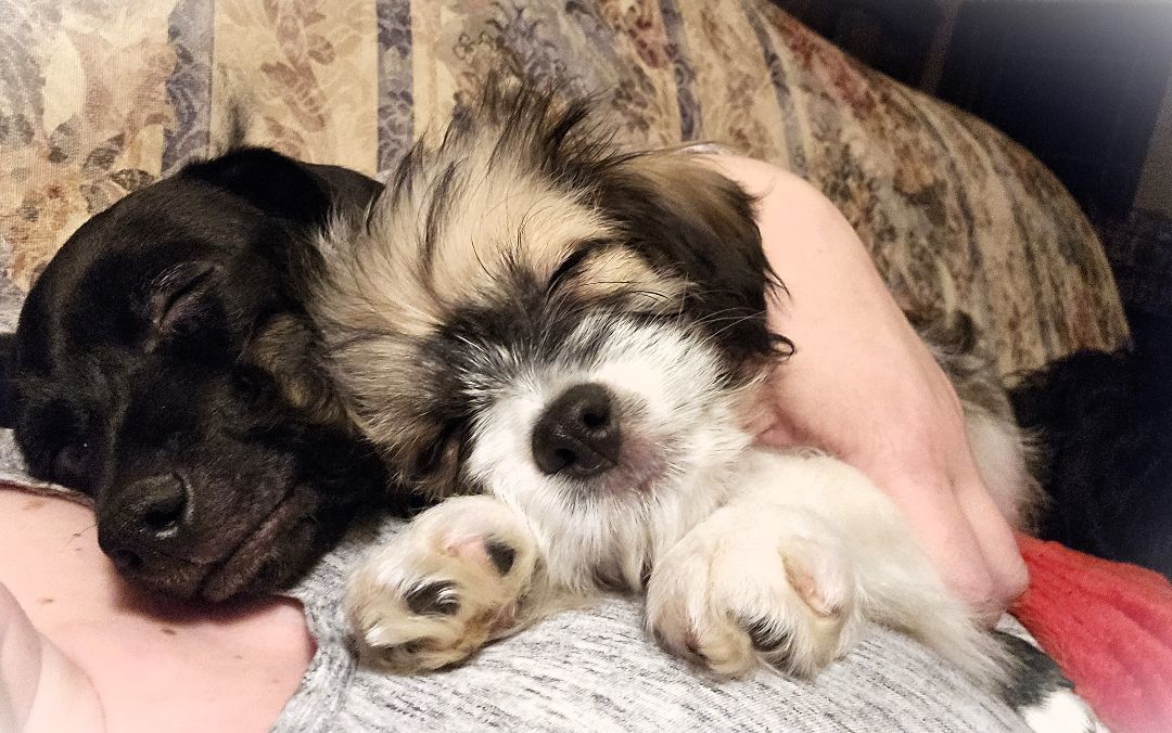 Enlarge Stella, a Adopted mixed breed in Boiling Springs, PA image 5/6