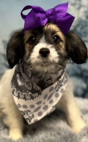 Enlarge Stella, a Adopted mixed breed in Boiling Springs, PA image 6/6