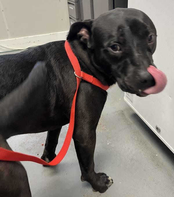 Toga, Adoptable, Young Male American Bully.