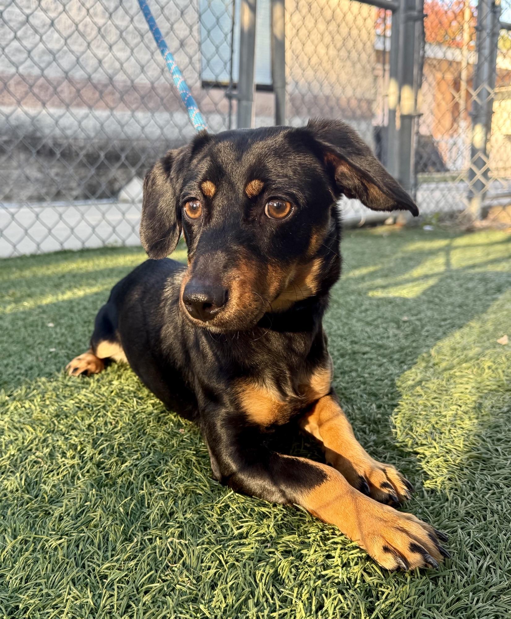 Halloweenie, Adoptable, Young Female Dachshund.