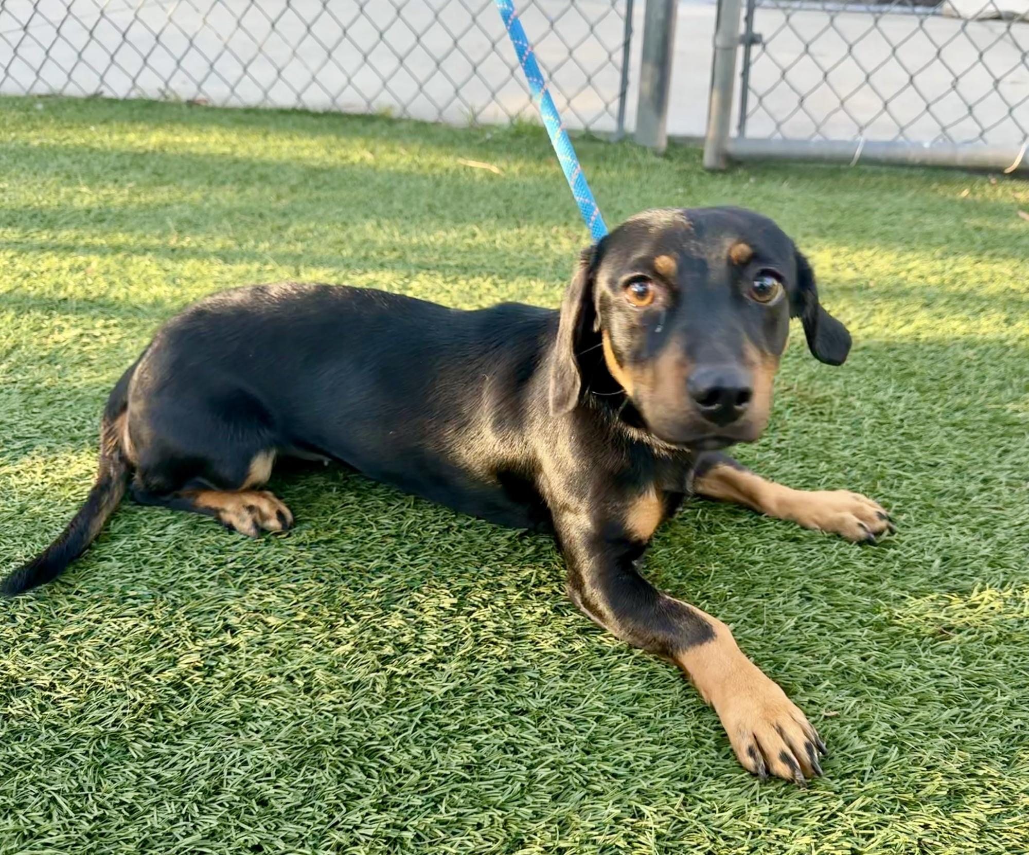 Enlarge Halloweenie, a Adoptable Dachshund in Vaudreuil-Dorion, QC image 2/5