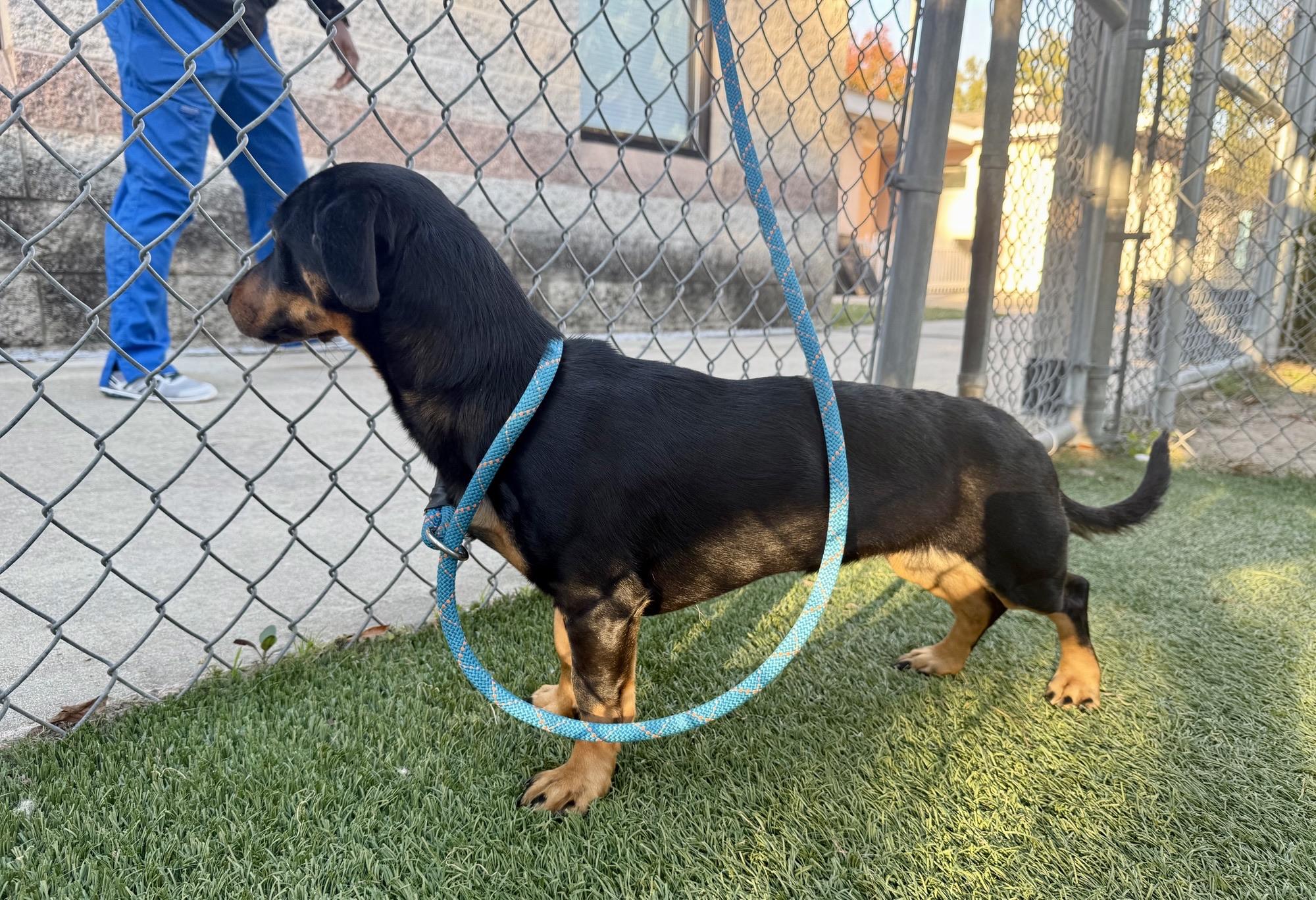 Enlarge Halloweenie, a Adoptable Dachshund in Vaudreuil-Dorion, QC image 3/5