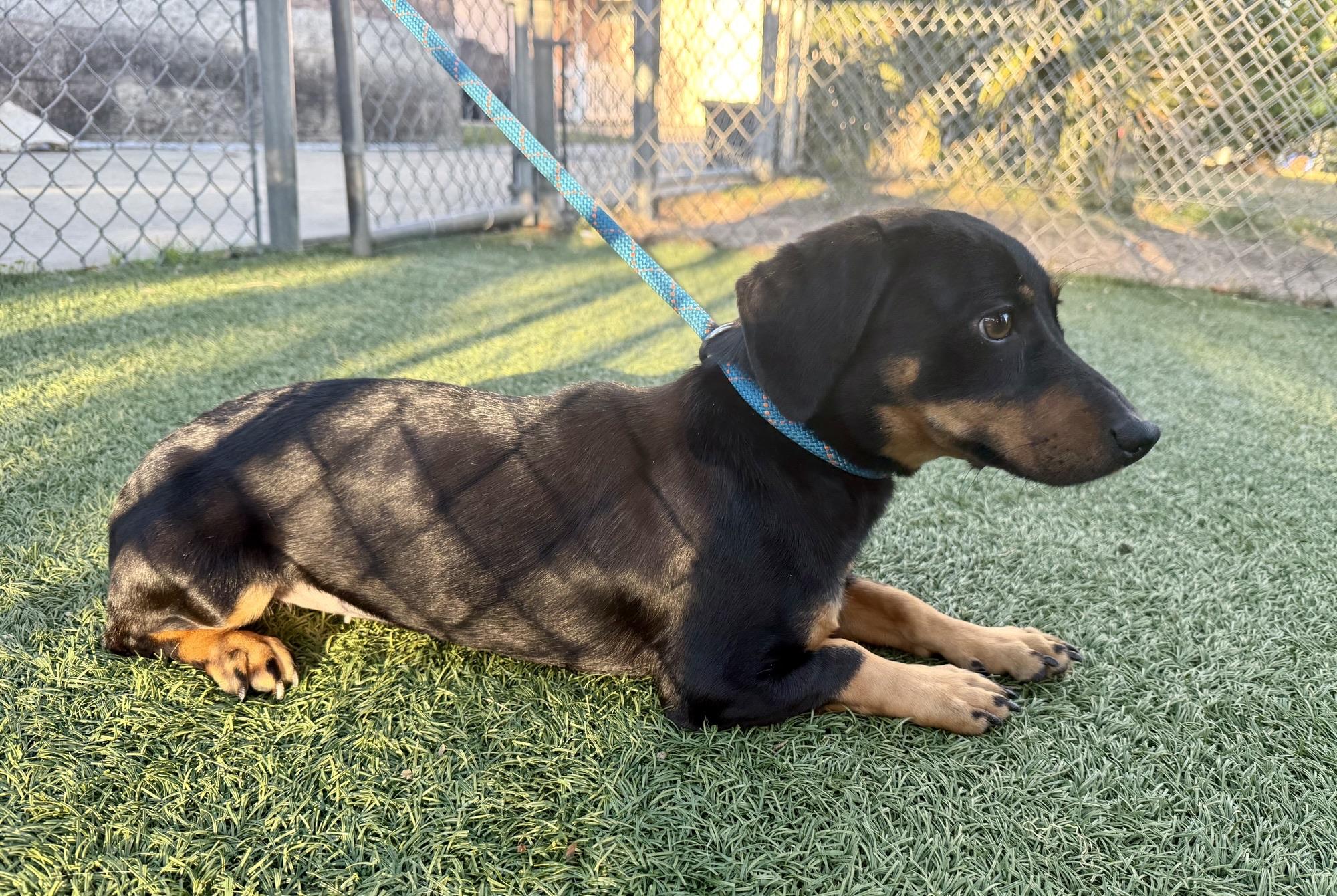 Enlarge Halloweenie, a Adoptable Dachshund in Vaudreuil-Dorion, QC image 4/5