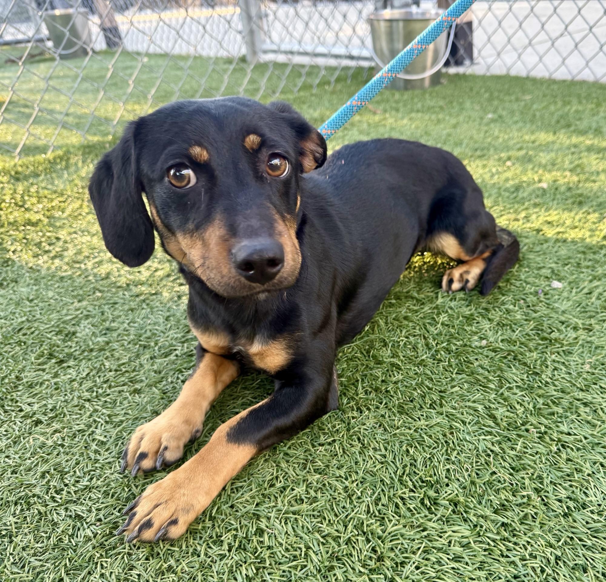 Enlarge Halloweenie, a Adoptable Dachshund in Vaudreuil-Dorion, QC image 5/5