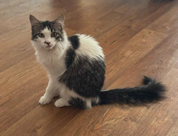 Glimmer, an adoptable Domestic Short Hair in Kenai, AK, 99611 | Photo Image 1