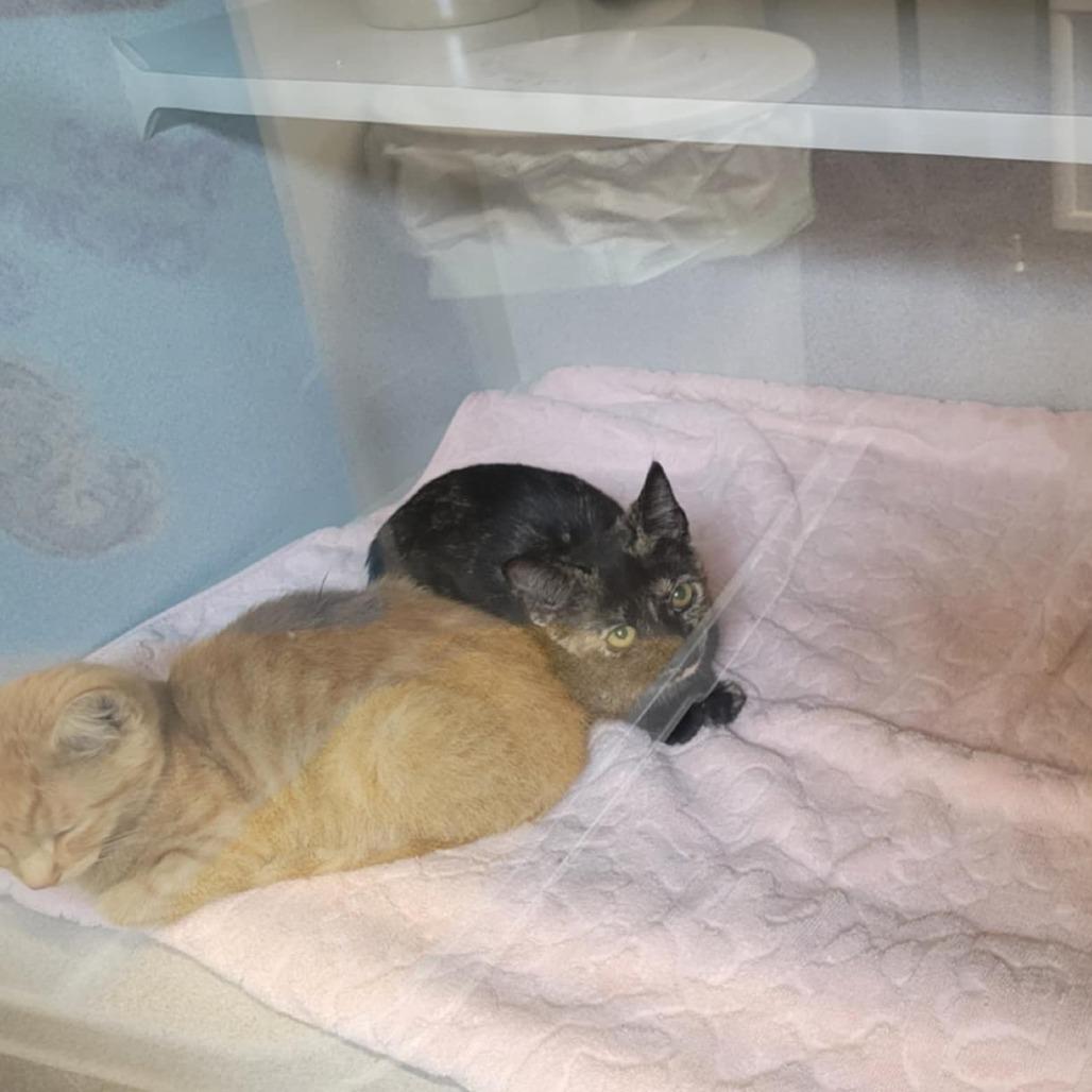 Ciara, Adoptable, Young Female Domestic Short Hair.