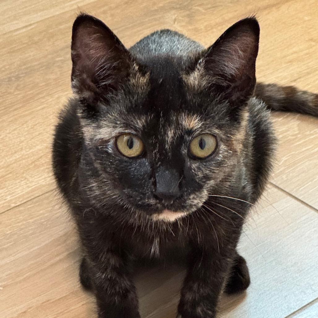 Ciara, Adoptable, Young Female Domestic Short Hair.