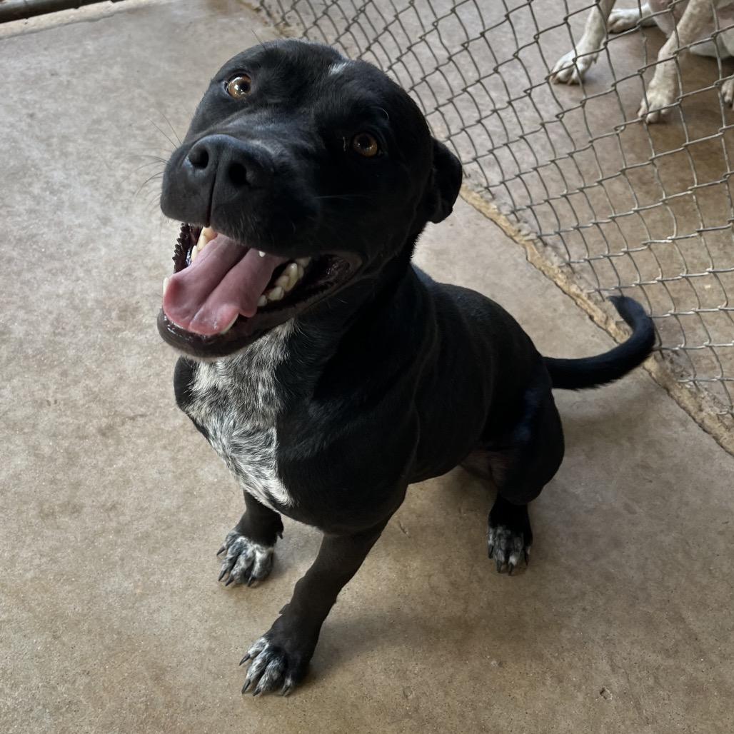 Sam, Adoptable, Adult Male Australian Cattle Dog / Blue Heeler & Pit Bull Terrier.